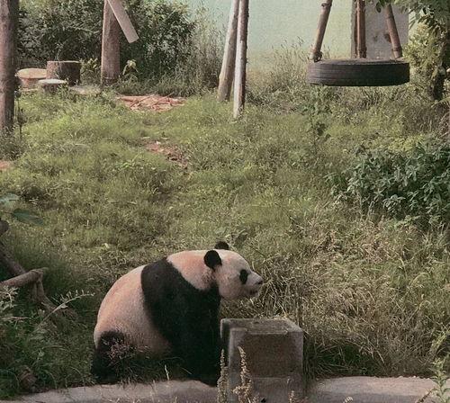 青岛动物园吃瓜事件视频,游客与动物互动引发热议