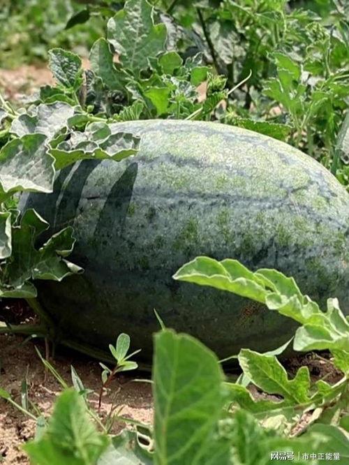 山东枣庄吃瓜事件视频