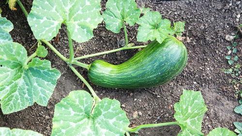 瓠瓜怎么烧着吃最好吃视频