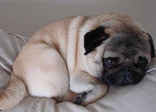 巴哥狗可以吃哈密瓜吗视频,宠物美食探索之旅