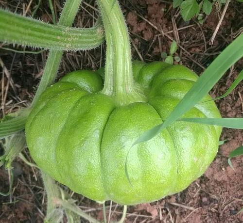 姜柄瓜炒着吃有营养吗视频