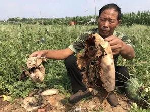 余姚吃瓜最新事件视频,视频揭露惊人真相，网友热议不断