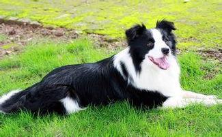 边牧喜欢吃哈密瓜吗视频,边牧对哈密瓜的喜爱程度揭秘