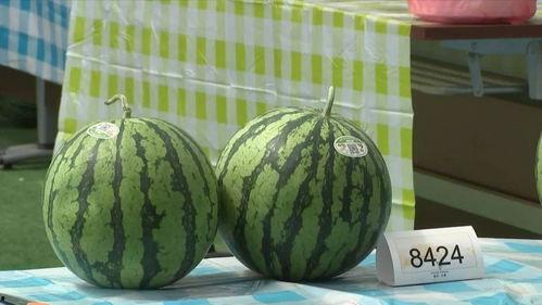 嘉兴被爆吃瓜事件视频,嘉兴“吃瓜”事件视频引发热议