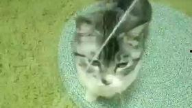 粘人的小妖精吃瓜视频,揭秘神秘瓜界奇闻异事